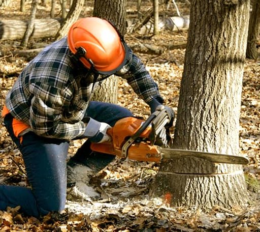 Tree Removal in Reader, WV